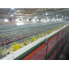 濰坊專業的標準化雞舍推薦——養雞設備批發